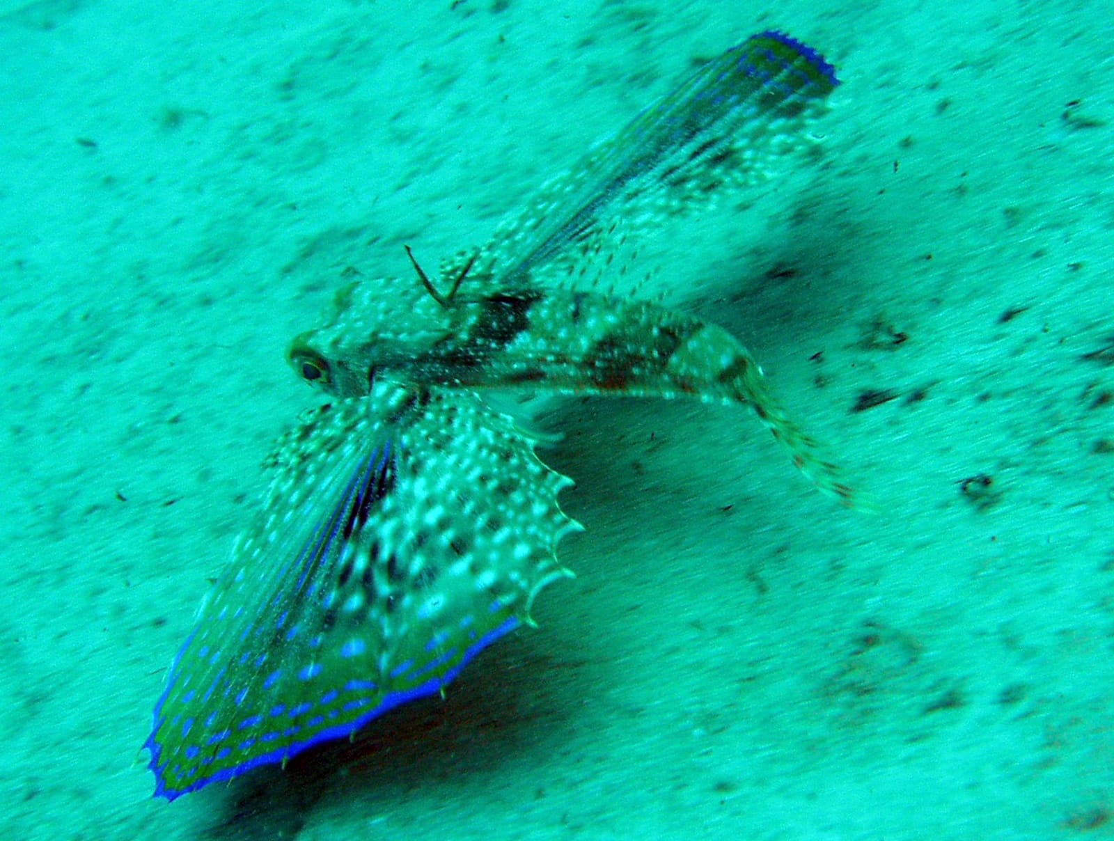 Scuba Kings Gozo - padi dive centre in gozo in Marsalforn, photo 11