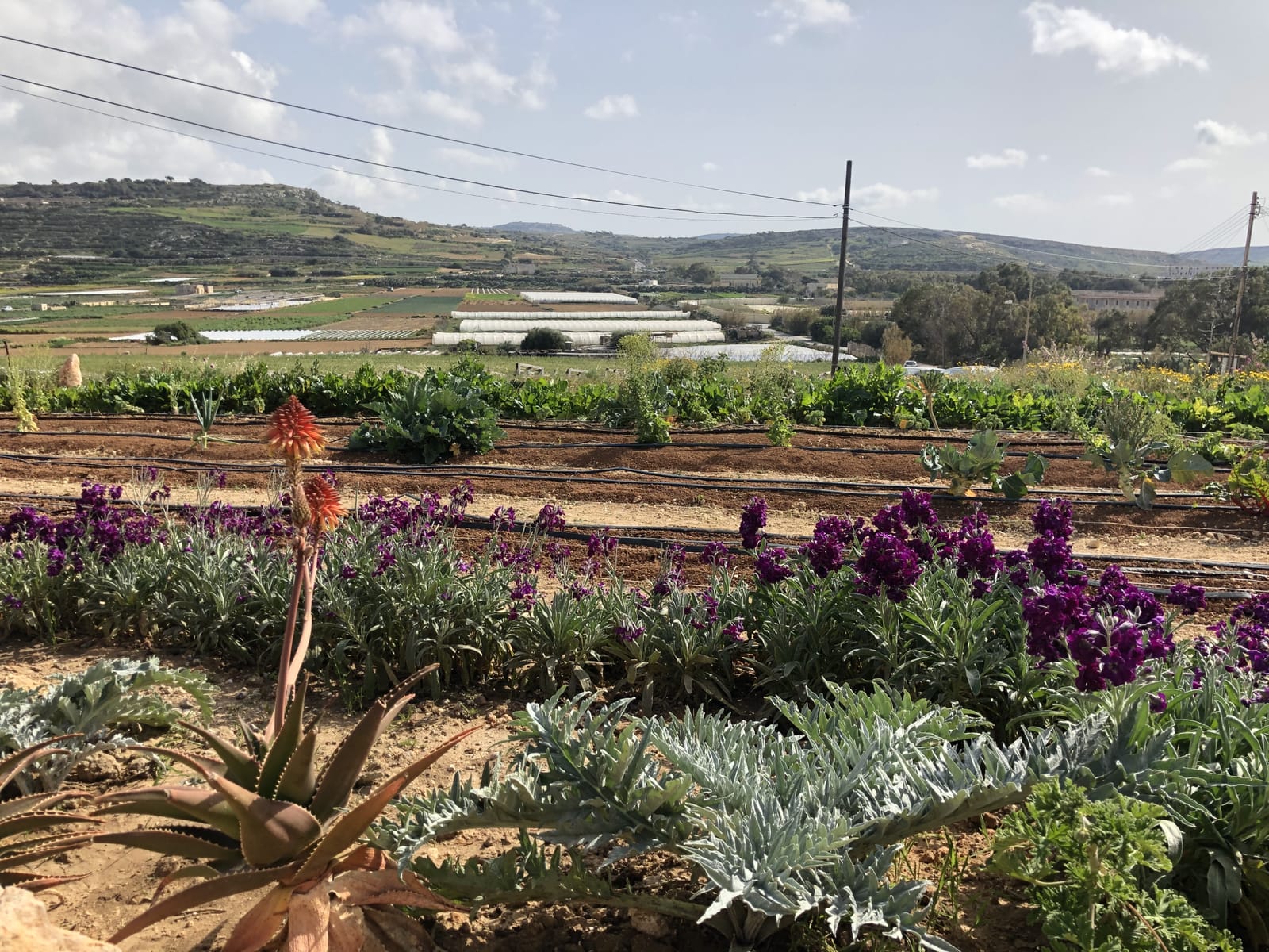 The Veg Box - local organic produce farm shop in Manikata, photo 1