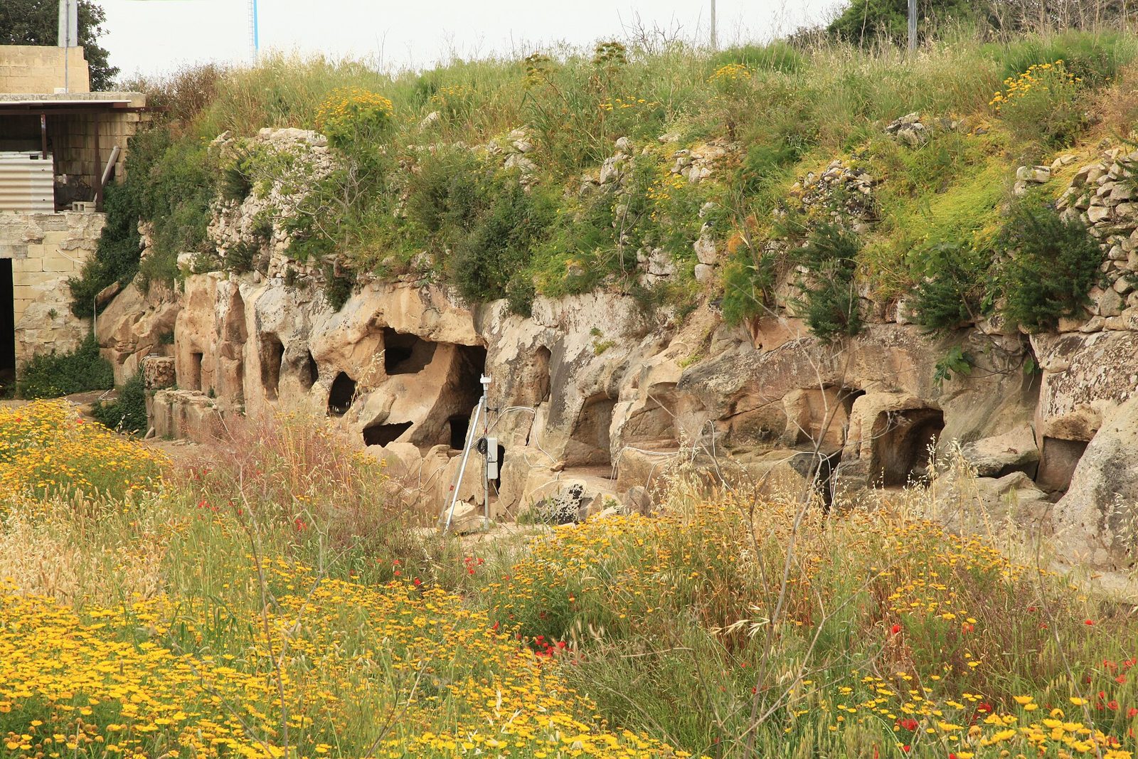 Rock-cut tombs at Ta' Bistra seen across a field of yellow spring wildflowers