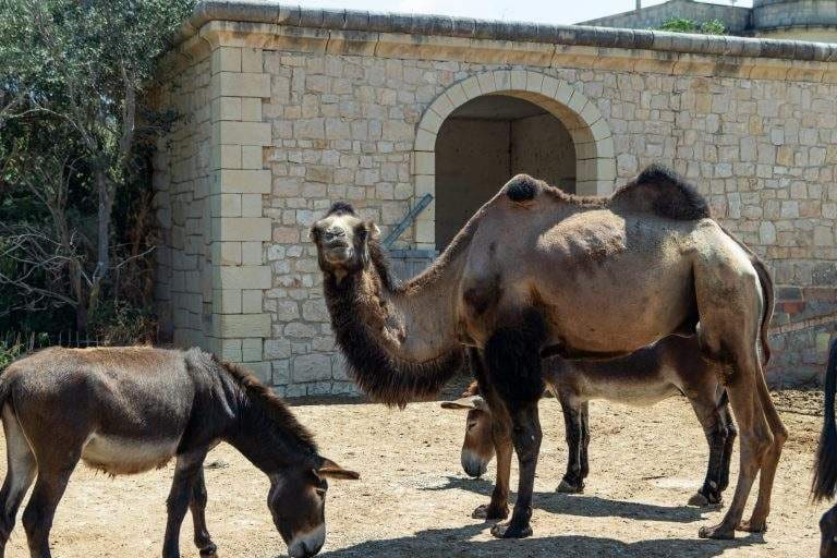 Camels and a donkey standing in the sun beside a limestone building at the animal park