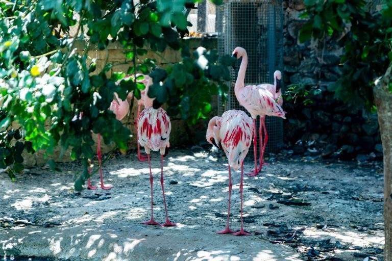 Pink flamingos standing in dappled shade among trees