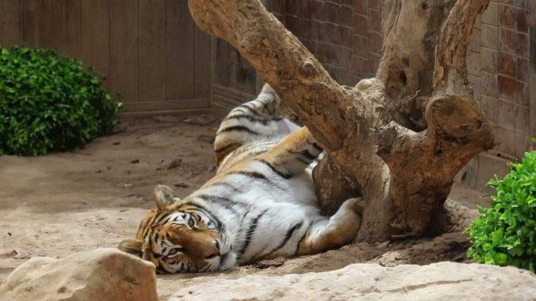 A tiger resting beside a gnarled tree trunk in its enclosure