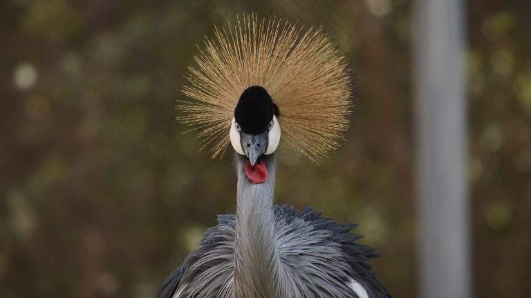 Close view of a grey crowned crane with its golden crest