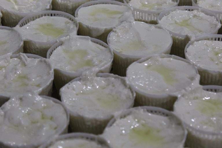 A tray of small fresh ġbejna cheeses in plastic cups, glistening with olive oil