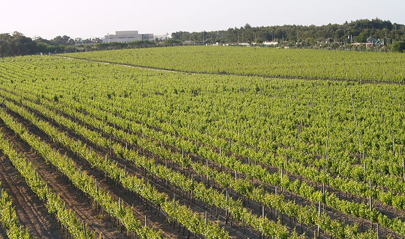 Meridiana Wine Estate - Wine estate and tastings restaurant in Attard, Malta, photo 14