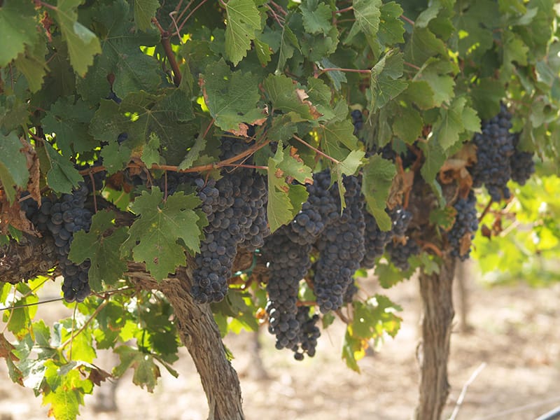 Meridiana Wine Estate - Wine estate and tastings restaurant in Attard, Malta, photo 7