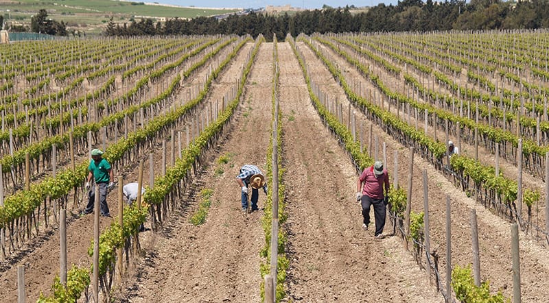 Meridiana Wine Estate - Wine estate and tastings restaurant in Attard, Malta, photo 9